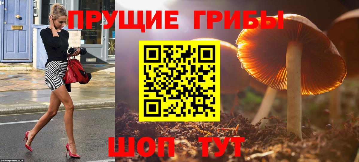 Псилоцибиновые грибы Cubensis Кингисепп